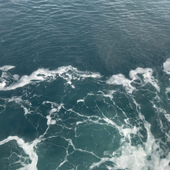 Meet your Posher, Sophia - Picture 1 of 1